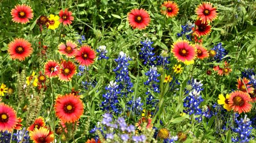 Meadow Of Flowers