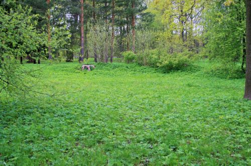 Meadow On Tsarskoe Selo