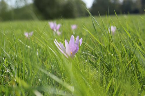 meadow saffron flower grass