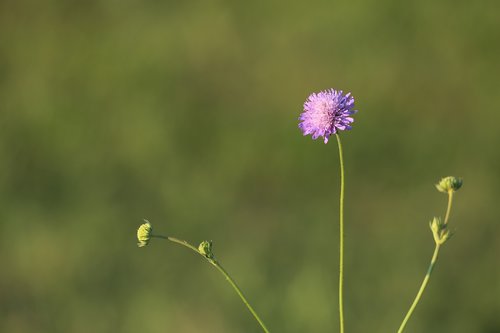 meadow widow flower  knautia arvensis  summer