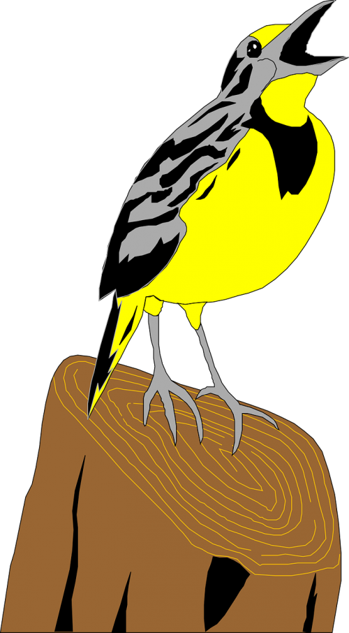 meadowlark bird lark
