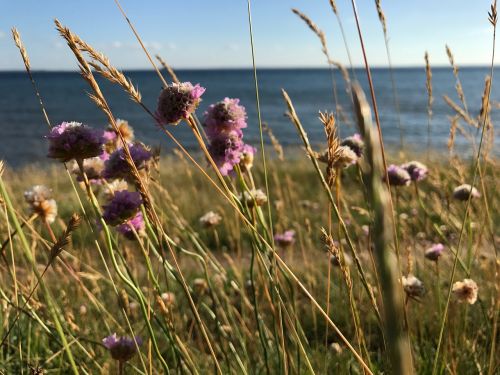 meadows sea flowers