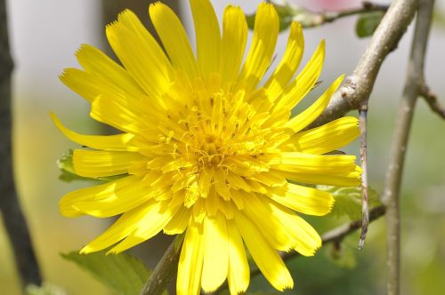 meadows dubius flower plant