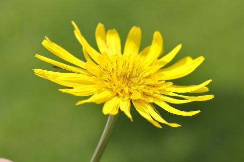 meadows dubius flower plant