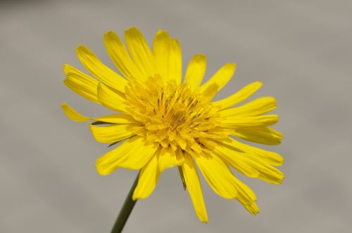 meadows dubius flower plant