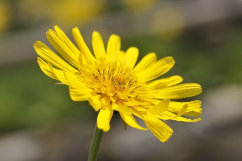 meadows dubius flower pointed flower