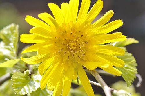 meadows dubius flower plant