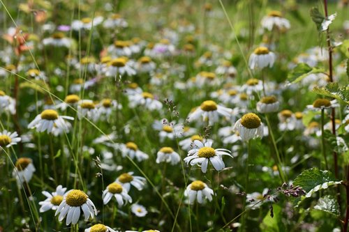 meadows-margerit  magarite  daisies