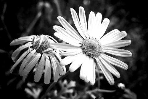 meadows margerite marguerite meadow margerite