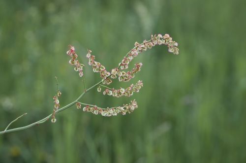 meadows sauerampfer sorrel polygonaceae