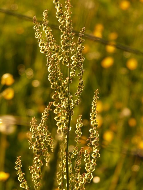 meadows sauerampfer plant inflorescence