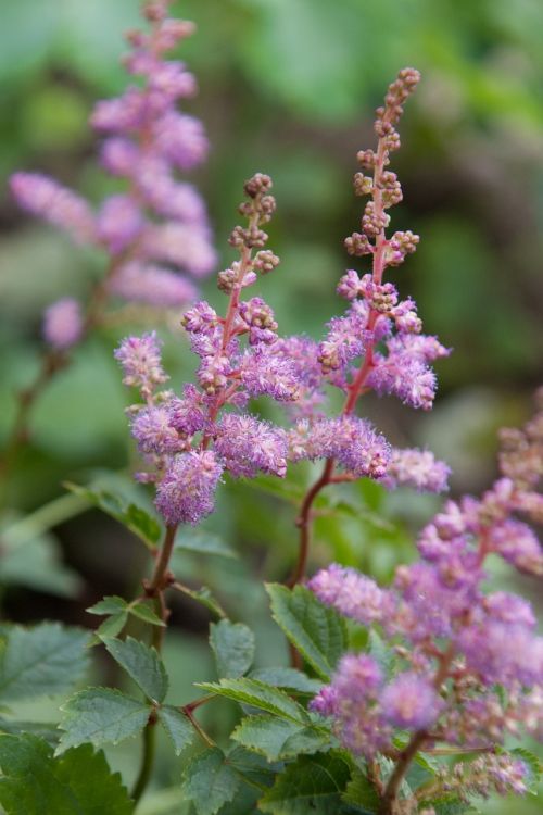 meadowsweet pink flower herbs