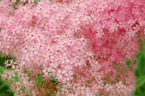 meadowsweet pink plant