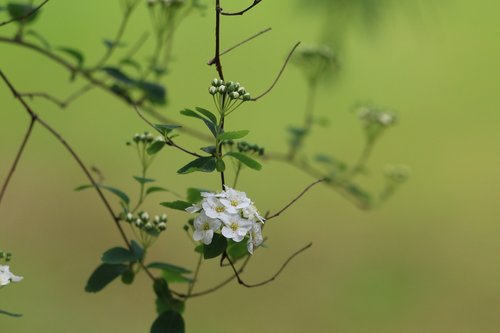 meadowsweet  shrub  nature