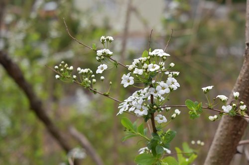 meadowsweet flower  meadowsweet  wood