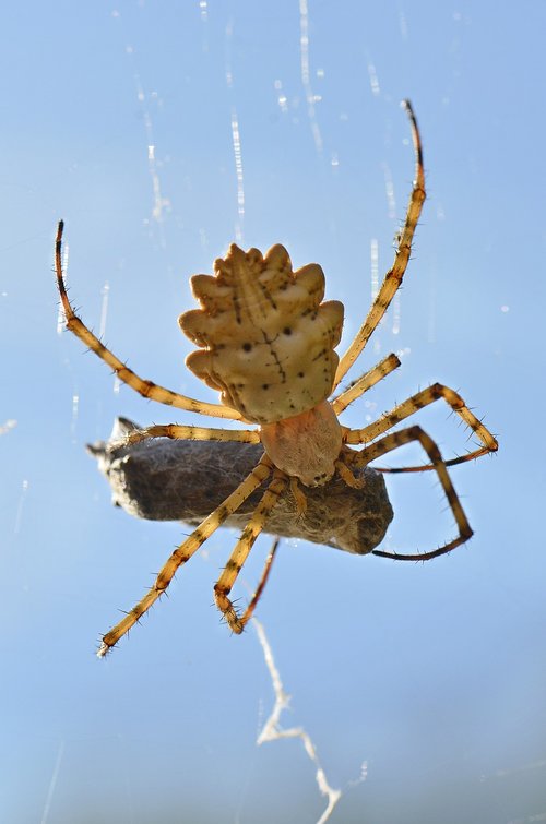 meal of the spider  insect  arachnid