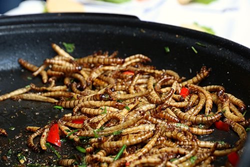 mealworms  food  insect