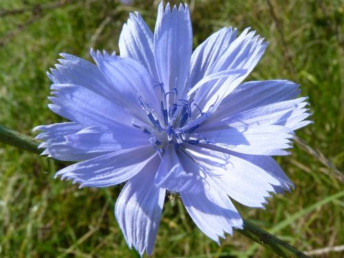 meat herbs flower blue