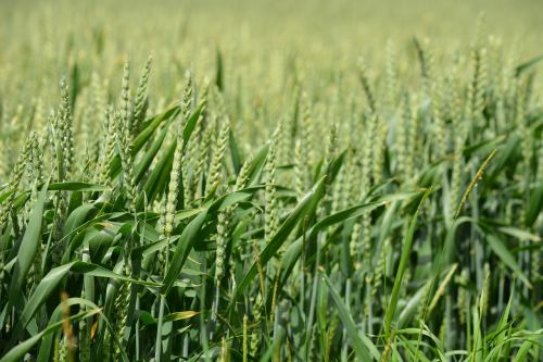 mecklenburg field wheat