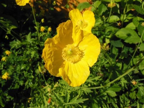 meconopsis cambrica welsh poppy yellow