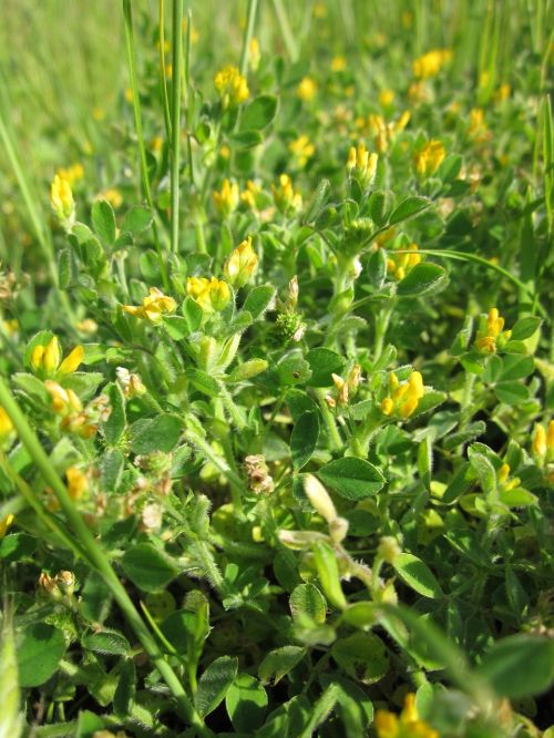 medicago lupulina black medick nonesuch