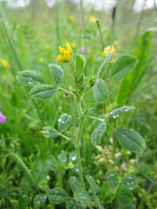 medicago minima bur medick little bur-clover