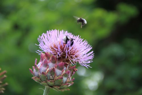 medicinal plant nature garden