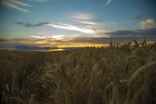 medina sunset wheat