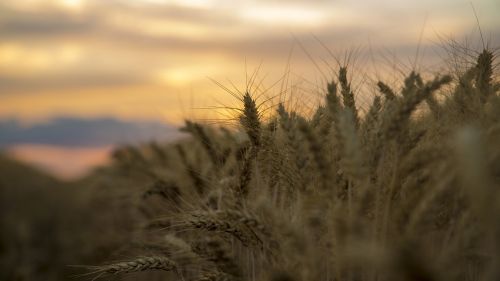 medina sunset wheat