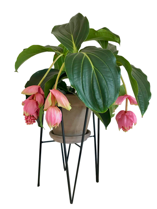 medinilla  flower  house plant