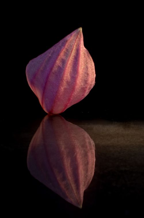 medinilla petal mirroring