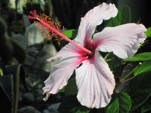 mediterranean ischia hibiscus