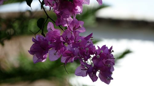 mediterranean ranke flower