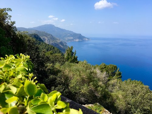 mediterranean  blue  plant