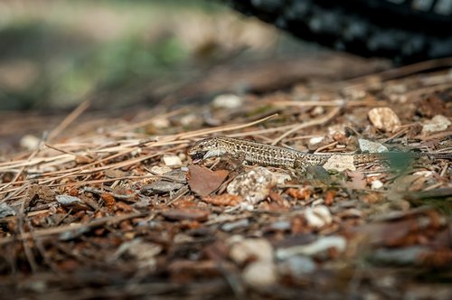 mediterranean  lizard  animal world