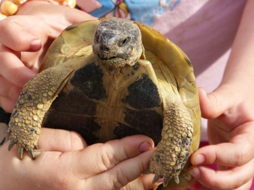 mediterranean tortoise child hands