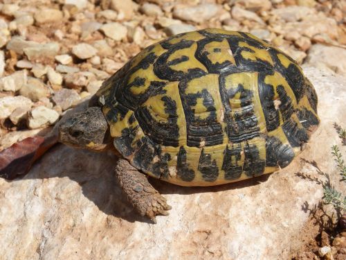 mediterranean tortoise turtle priorat