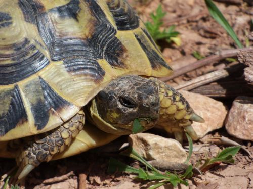 mediterranean tortoise herbivorous natural park of montsant