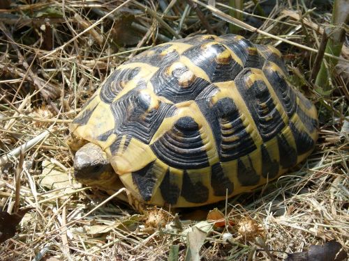 mediterranean tortoise shell priorat