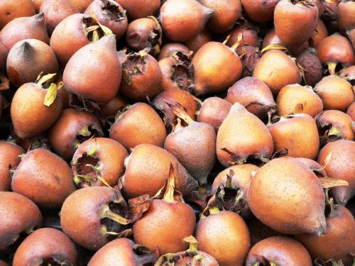 medlar fruit autumn