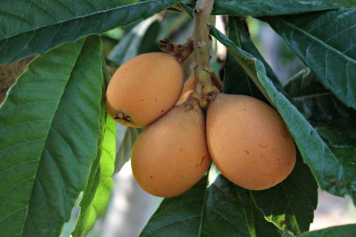 medlar fruit food