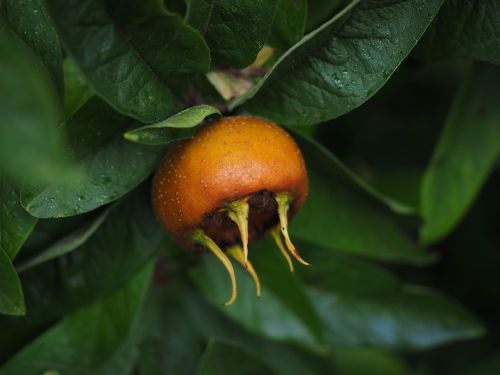 medlar fruit mespilus germanica