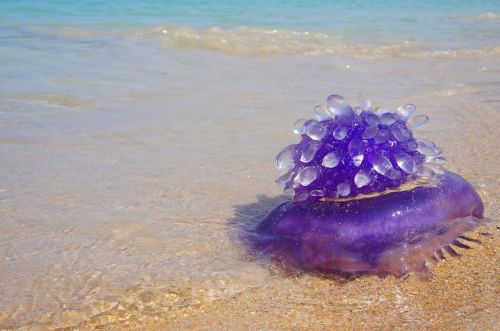medusa sea water