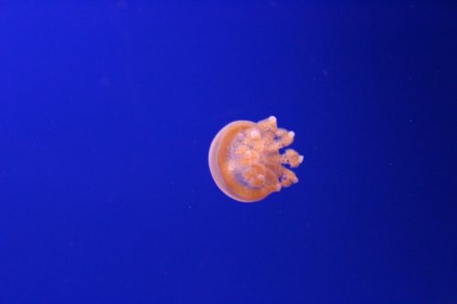 medusa blue sea