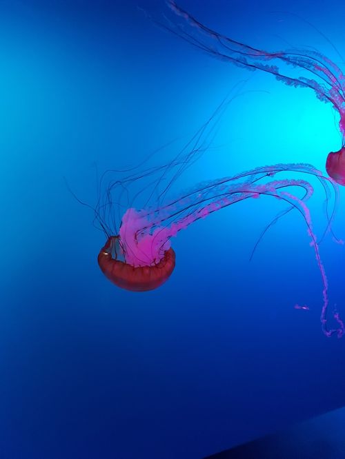 medusa jellyfish sea
