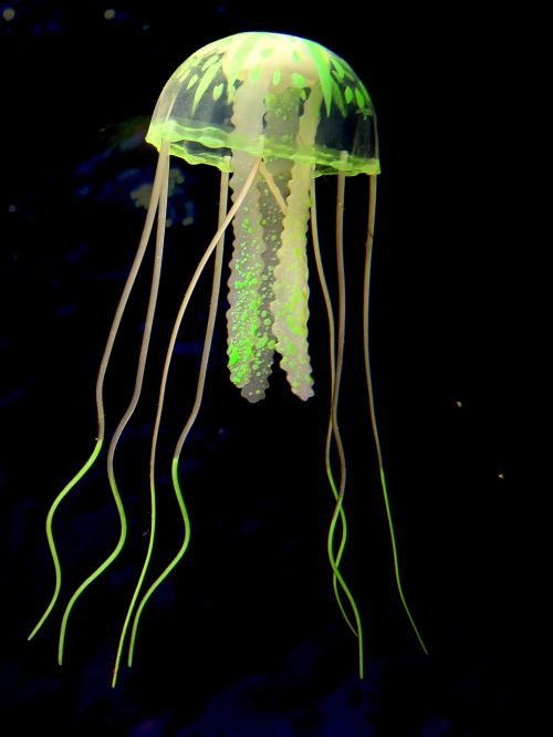 medusa sea depth