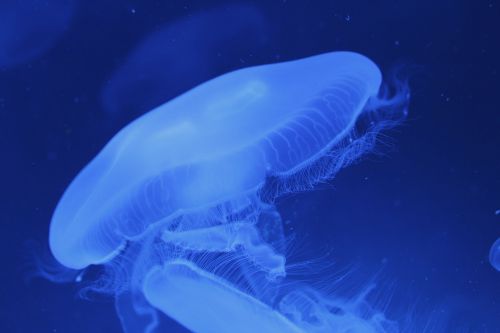 medusa biodome granada