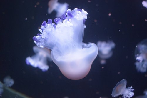 medusa  jellyfish  underwater