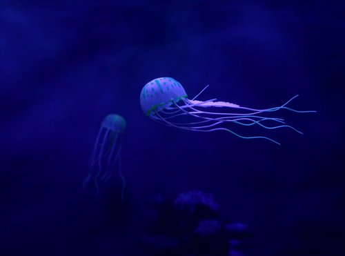 medusa  ocean  underwater