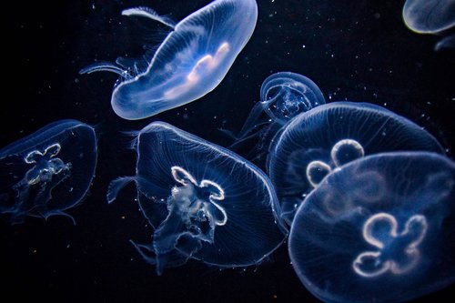 medusa  aquarium  relax